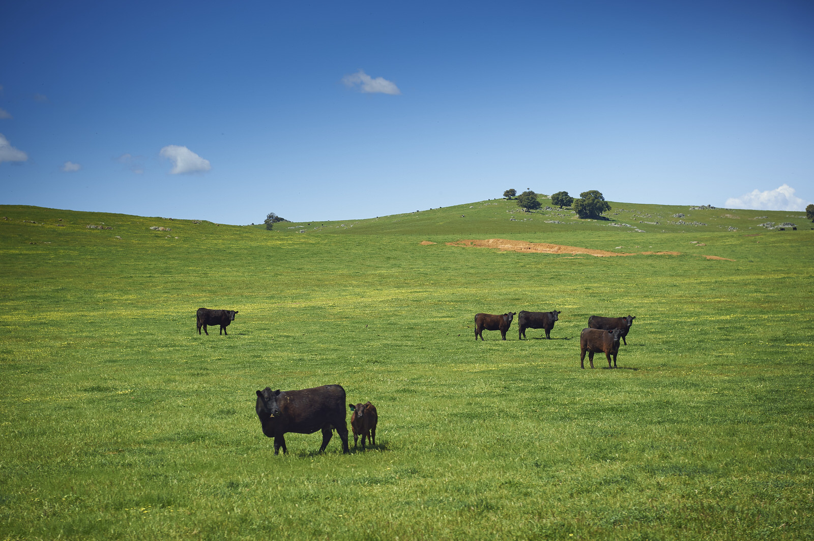 Melrina Adelaide Quality Meat Wholesalers Melrina Meat