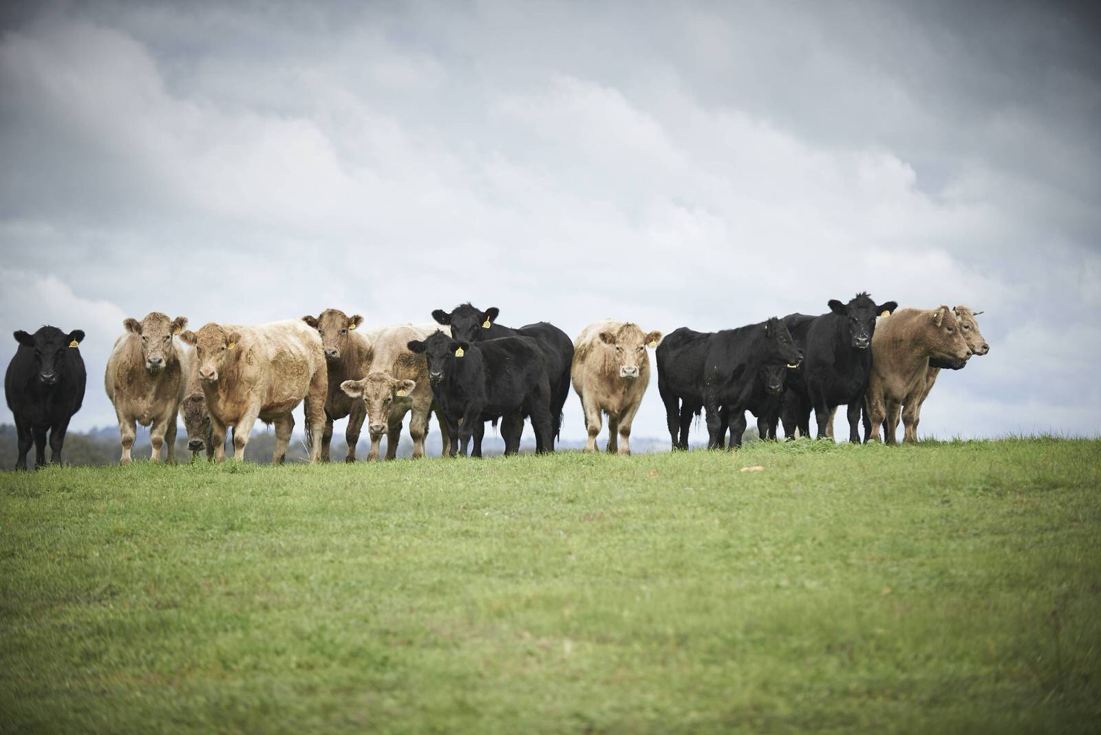 Melrina Wholesale Meats Leading Australian Meat Wholesalers